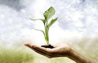 Image of a hand holding a sprouting plant